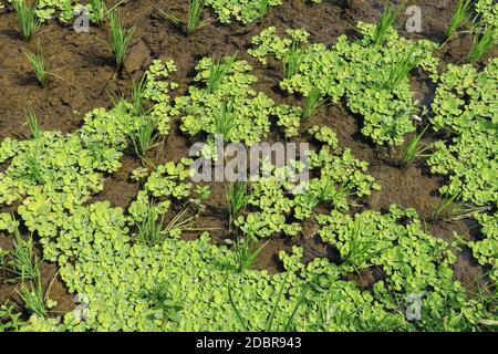 le riz jeune pousse dans le paddy. Champ de riz. Banque D'Images