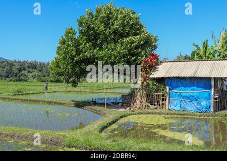 Cabane traditionnelle de fermier dans le riz. Une cabane pour les agriculteurs à abriter au milieu du riz luxuriant et vert. Banque D'Images