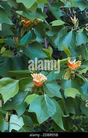 Tulipe (Liriodendron tulipifera). Appelé Tuliptree, American Tulip Tree, Tulip Poplar, Yellow Poplar, Whitewood et Fiddle-Tree également Banque D'Images