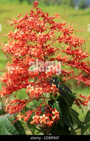 Gros plan de fleurs rouges de Clerodendrum paniculatum ou de fleurs de Pagode prises à Bali, Indonésie. Banque D'Images
