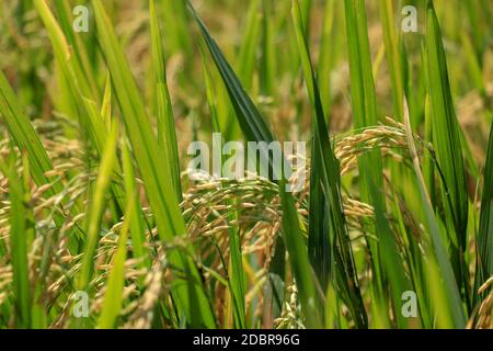 Vue rapprochée du champ de riz vert-jaune avec lumière douce du lever du soleil, vue de la plante de paddy dans le champ, plante de riz dans le champ de riz, champs de mûrissement r Banque D'Images