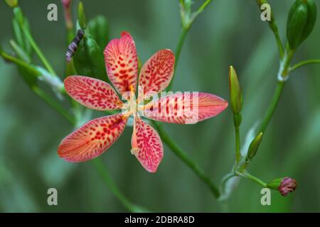 Nénuphars (Iris domestica). Également connu sous le nom de nénuphars et fleur de léopard. Un autre nom scientifique est Belamcanda chinensis. Banque D'Images