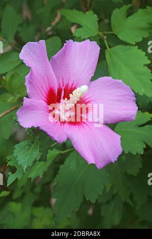 Rose de Sharon (Hibiscus syriacus). Également connu sous le nom de cétmia syrienne et de malow rose. Banque D'Images