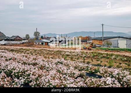 Vieux village de Seoak-dong avec champ de fleurs à Gyeongju, en Corée Banque D'Images