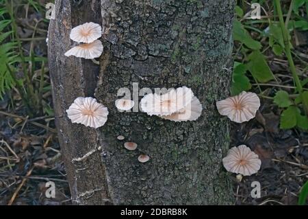 Champignon Marasmiellus candidus (Marasmiellus candidus) Banque D'Images