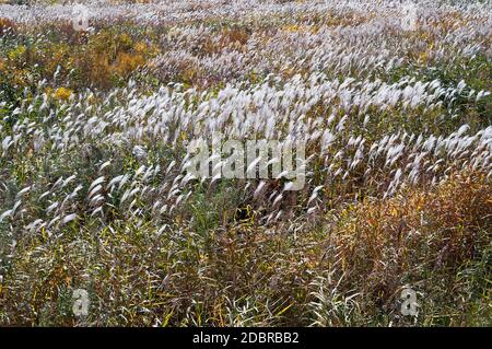 Herbe d'argent d'Amour (Miscanthus sacchariflorus). Appelé également herbe d'argent japonaise Banque D'Images