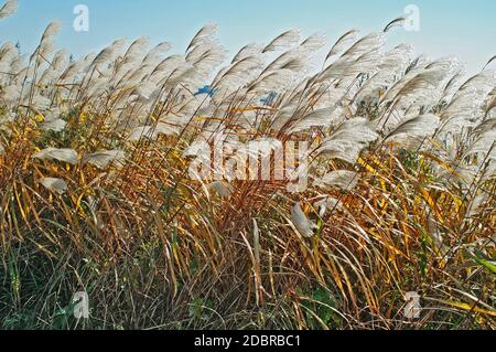 Herbe d'argent d'Amour (Miscanthus sacchariflorus). Appelé également herbe d'argent japonaise Banque D'Images