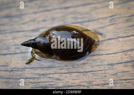 Un gros plan d'un escargot de boue de Lymnaea stagnalis, un escargot de bassin. Banque D'Images