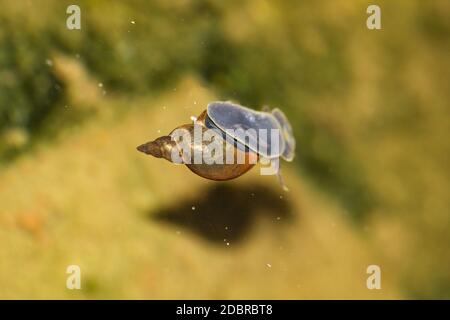 Un gros plan d'un escargot de boue de Lymnaea stagnalis, un escargot de bassin. Banque D'Images