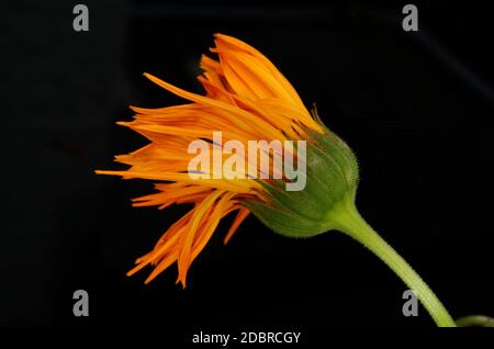 Withered fleur orange sur fond noir Banque D'Images