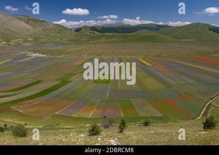 Castelluccio di Norcia, Italie - juillet 2020: Vue d'en haut pendant l'été de la floraison des lentilles. En jaune, les coquelicots en rouge, et la fleur de maïs en violet Banque D'Images