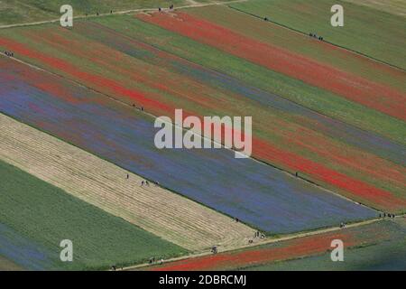 Castelluccio di Norcia, Italie - juillet 2020: Cette façon unique de cultiver des lentilles permet aux 'adventices' comme les coquelicots et les cornflowers d'exploser en couleurs nous donnant toutes ces nuances de rouge et de purle Banque D'Images