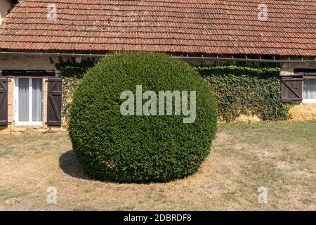 Arbustes de jardin entretenus. Balles de jardin vert en France Banque D'Images