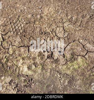 Fond de terre fissuré. Sol fissuré, fissures désertiques, sol sec. Aride, sécheresse. Causée par le réchauffement de la planète et la déforestation. Banque D'Images
