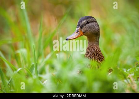 Calme, callard, anas platyrhynchos, observation féminine sur les prairies pendant l'été. Oiseaux aquatiques sauvages observant de l'herbe avec espace de copie. Oiseau assis sur le gr Banque D'Images