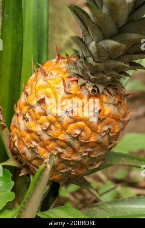 Gros plan de jeunes ananas mûrissant dans la jungle tropicale sur l'île de Bali. Ananas Comosus mûrit et acquiert la couleur orange. Doux, aigre et juteux Banque D'Images