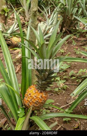 Les jeunes ananas mûrissant dans la jungle tropicale de l'île de Bali. L'ananas comosus mûrit et acquiert la couleur orange. Nanas Madu, fruit tropical extra doux. O Banque D'Images