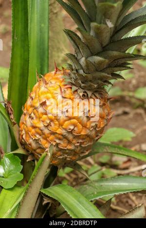 Gros plan de jeunes ananas mûrissant dans la jungle tropicale sur l'île de Bali. Ananas Comosus mûrit et acquiert la couleur orange. Doux, aigre et juteux Banque D'Images