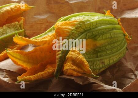 Fleur de courgette sur fond papier Banque D'Images