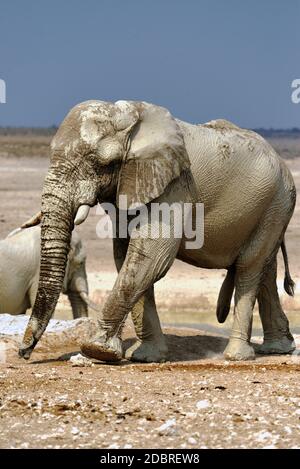 Des éléphants du désert dans le parc national d'Etosha en Namibie Banque D'Images