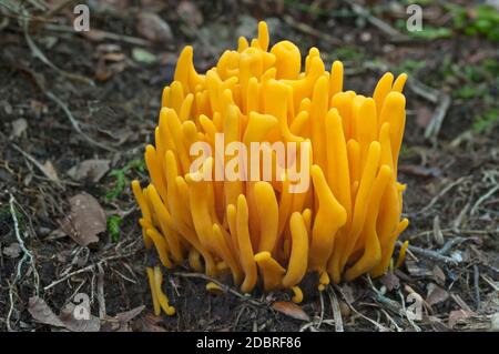 Broches dorées (Clavulinopsis fusiformis). Appelé en forme de broche corail jaune et en forme de broche club de fée aussi Banque D'Images