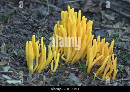 Champignon doré (Clavulinopsis fusiformis). Appelé en forme de broche corail jaune et en forme de broche club de fée aussi Banque D'Images