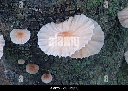 Champignons Marasmiellus candidus (Marasmiellus candidus) Banque D'Images