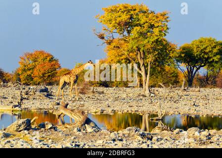 Girafes africaines dans le parc national d'Etosha en Namibie Banque D'Images