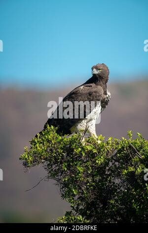 L'aigle martial perche sur la tête rotative de la buisson Banque D'Images