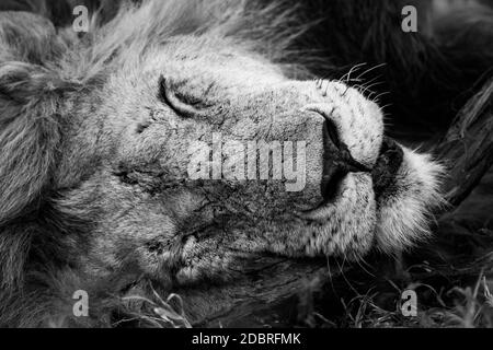 Gros plan mono du visage de lion masculin endormi Banque D'Images