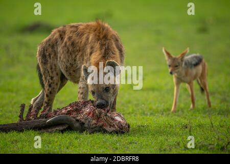 Carcasse de naws hyena tachetées observée par le chacal Banque D'Images