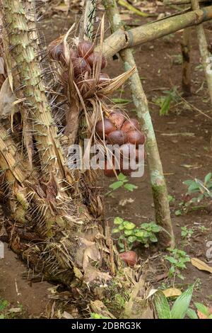 Un bouquet de fruits de Salak tropicaux sur un palmier avec de longues épines et des feuilles de plusieurs mètres de long. Les fruits poussent en grappes à la base de la paume Banque D'Images