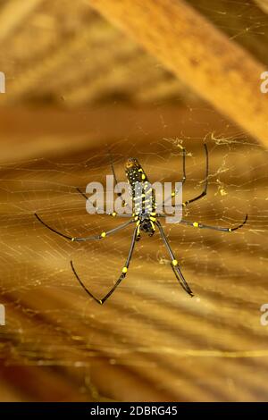 Vue de dessous de Nephila pilipes ou araignée dorée. Le géant Banana Spider attend des proies sur son filet. Gros plan sur Spider en Asie sauvage Banque D'Images