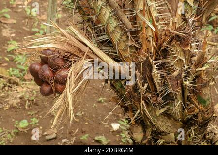 Un bouquet de fruits de Salak tropicaux sur un palmier avec de longues épines et des feuilles de plusieurs mètres de long. Les fruits poussent en grappes à la base de la paume Banque D'Images