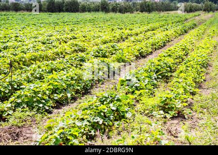 Monoculture de paysage Strawberry Plant Field Growth Farm Banque D'Images