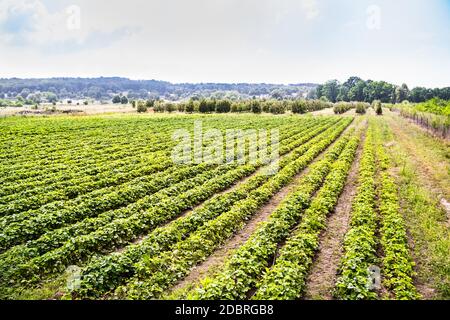 Monoculture de paysage Strawberry Plant Field Growth Farm Banque D'Images