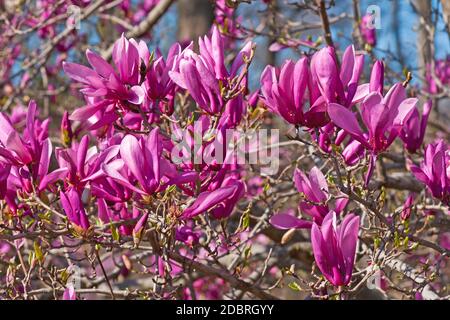 Fille hybride magnolia Ann (Magnolia Ann). Hybride entre Magnolia liiflora et Magnolia stellata Banque D'Images