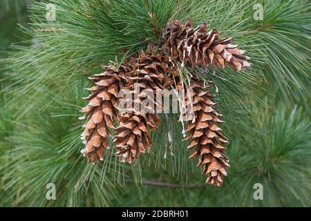 PIN d'ayacahuite (Pinus ayacahuite). Appelé pin blanc mexicain aussi. Inclus dans la liste rouge des menaces de l'Union internationale pour la conservation de la nature Banque D'Images