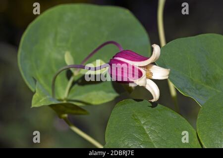 Fleur de cuir Whiteleaf (Clematis glaucophylla) Banque D'Images