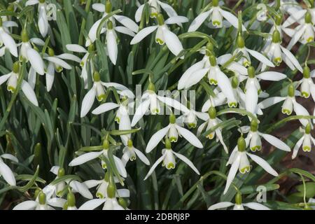 Perce-neige (Galanthus nivalis). Également appelé Common snowdrop. Les noms scientifiques sont un autre Chianthemum nivale, Galanthus alexandri, Galanthus imperati, G Banque D'Images