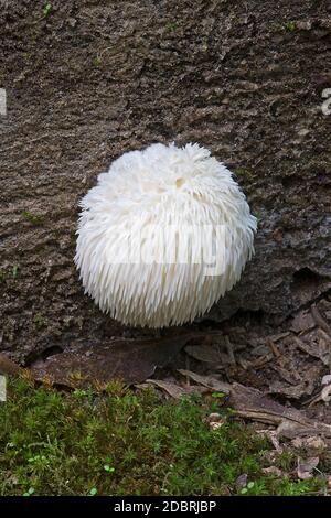 Le champignon de la manie du lion (Hericium erinaceus). Appelé champignon de la dent à barbe, barbe de Satyr, champignon de hérisson barbu, champignon de pompon et dent à barbe Banque D'Images