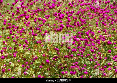 Fleurs de trèfle rouge dans le champ d'été. Fleurs rouges en prairie. Les trèfles rose sur l'herbe verte. Fleurs sauvages. Plantes sur le terrain Banque D'Images