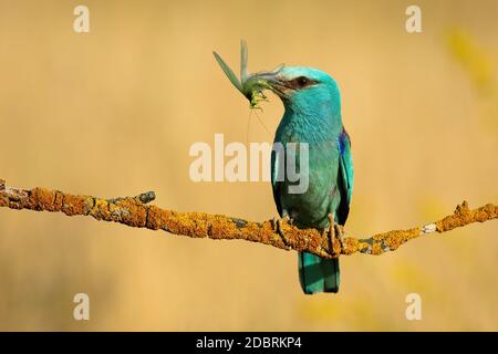 Rouleau européen, coracias garrulus, avec une prise d'insecte ailé vert perchée sur une branche couverte de mousse jaune en été nature. Vue de face du Wild bi Banque D'Images