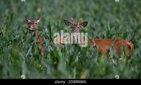 Deux cerfs rouges, cervus elaphus, mâles et femelles se tenant dans le maïs en été. Paire d'animaux regardant sur le terrain depuis le côté. Se cacher dans les terres agricoles Banque D'Images