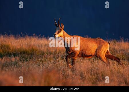 Majestueux tatra chamois, rupicapra rupicapra tatrica, marche sur la prairie en montagne au coucher du soleil. Animal à fourrure brune et cornes se déplaçant sur la pelouse ensoleillée Banque D'Images