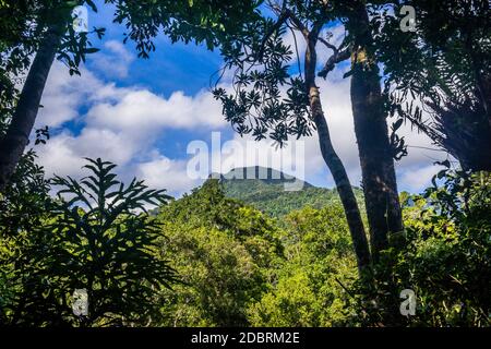 Vue sur le mont demi depuis Mossman gorge, dans le parc national de Daintree, dans le nord du Queensland, en Australie Banque D'Images