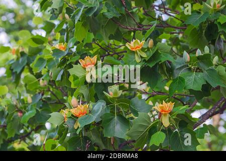 Tulipe (Liriodendron tulipifera). Appelé Tuliptree, American Tulip Tree, Tulip Poplar, Yellow Poplar, Whitewood et Fiddle-Tree également. Arbre d'état o Banque D'Images