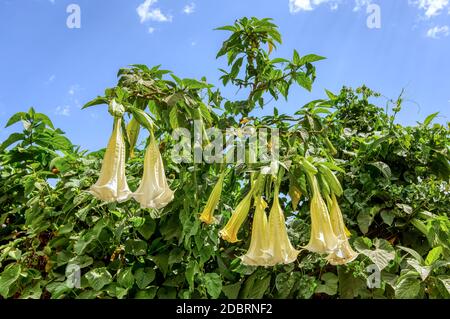 Fleurs de trompette White Angels, Datura stramonium, fleur sauvage dans la campagne éthiopienne contre le ciel bleu, désert éthiopien Banque D'Images