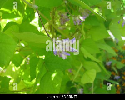 Haricot de pomme de terre avec fleurs, Apios americana Banque D'Images