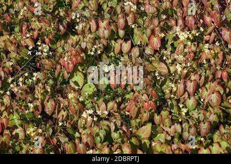 Ailes de fées epimedium (Epimedium x versicolor sulfureum). Sur des hybrides entre Epimedium grandiflorum et Epimedium pinnatum colchicum. Banque D'Images